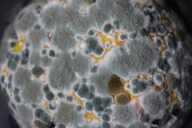 close up of mold spores